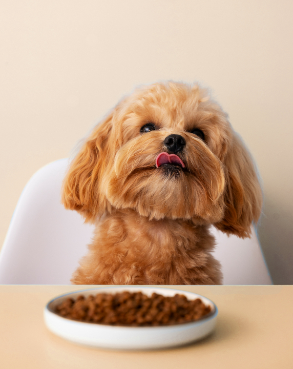 สินค้าสัตว์เลี้ยง